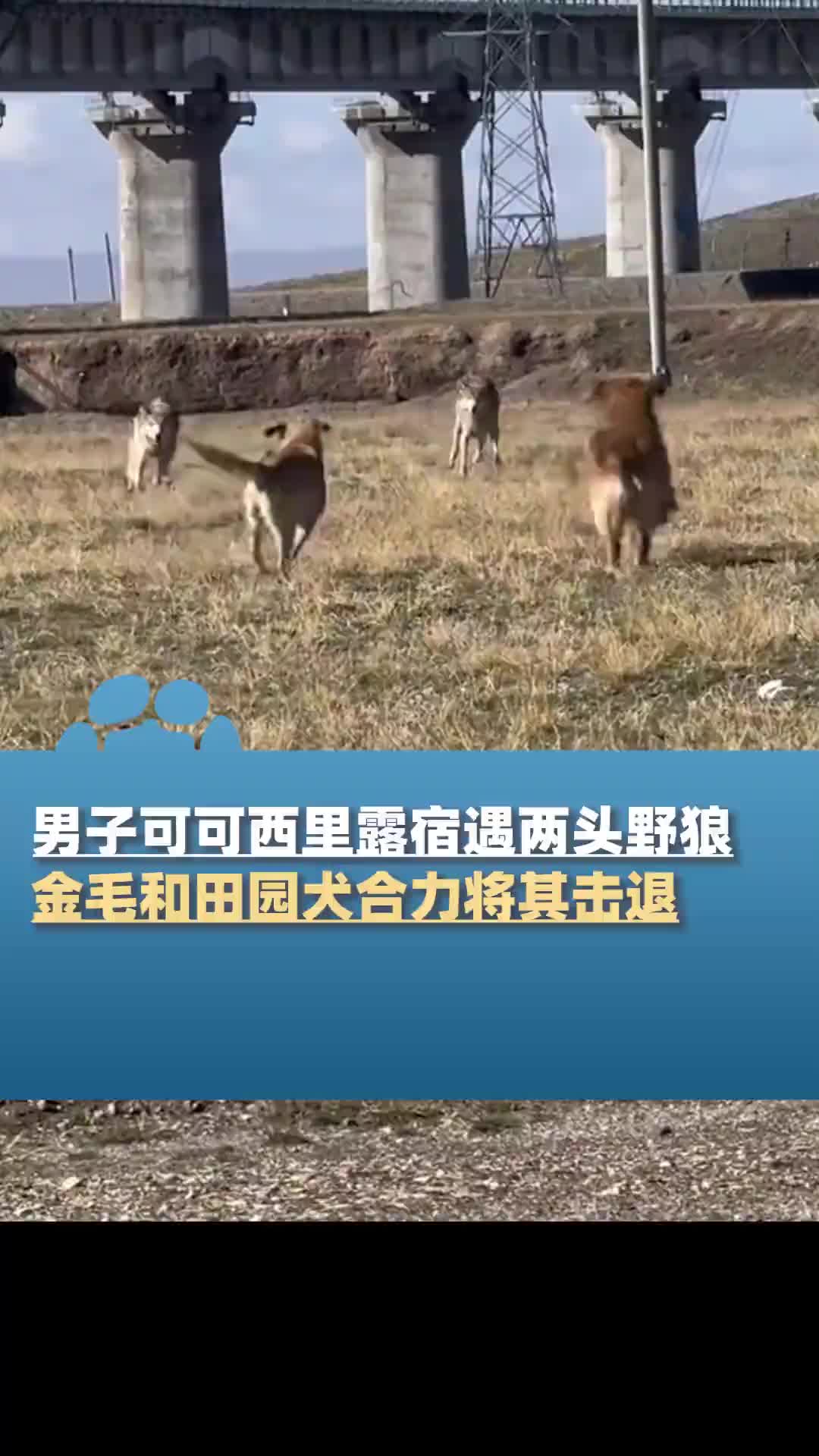 人类最忠实的朋友！主人遇险，金毛和田园犬合力击退两野狼！