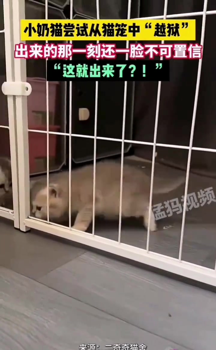 小猫咪：“这就出来了我咋有点不相信自己”