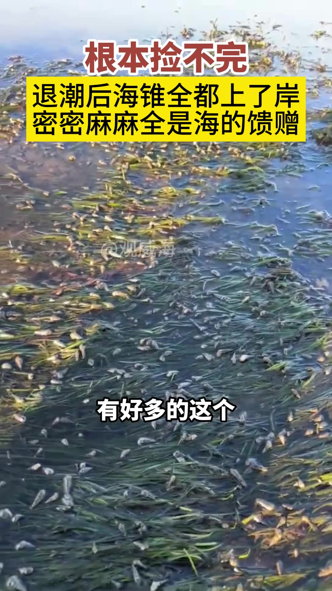 捡不完根本捡不完