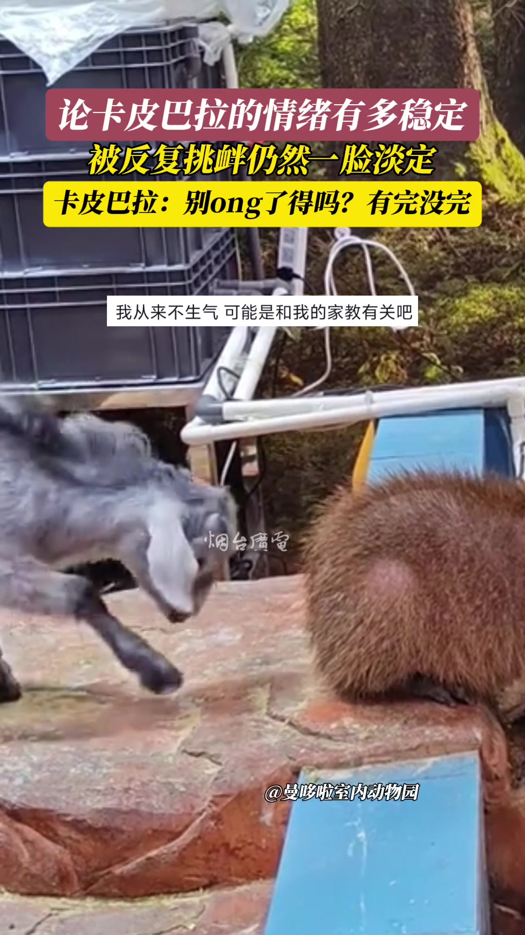 卡皮巴拉：得了，你烦不烦啊
