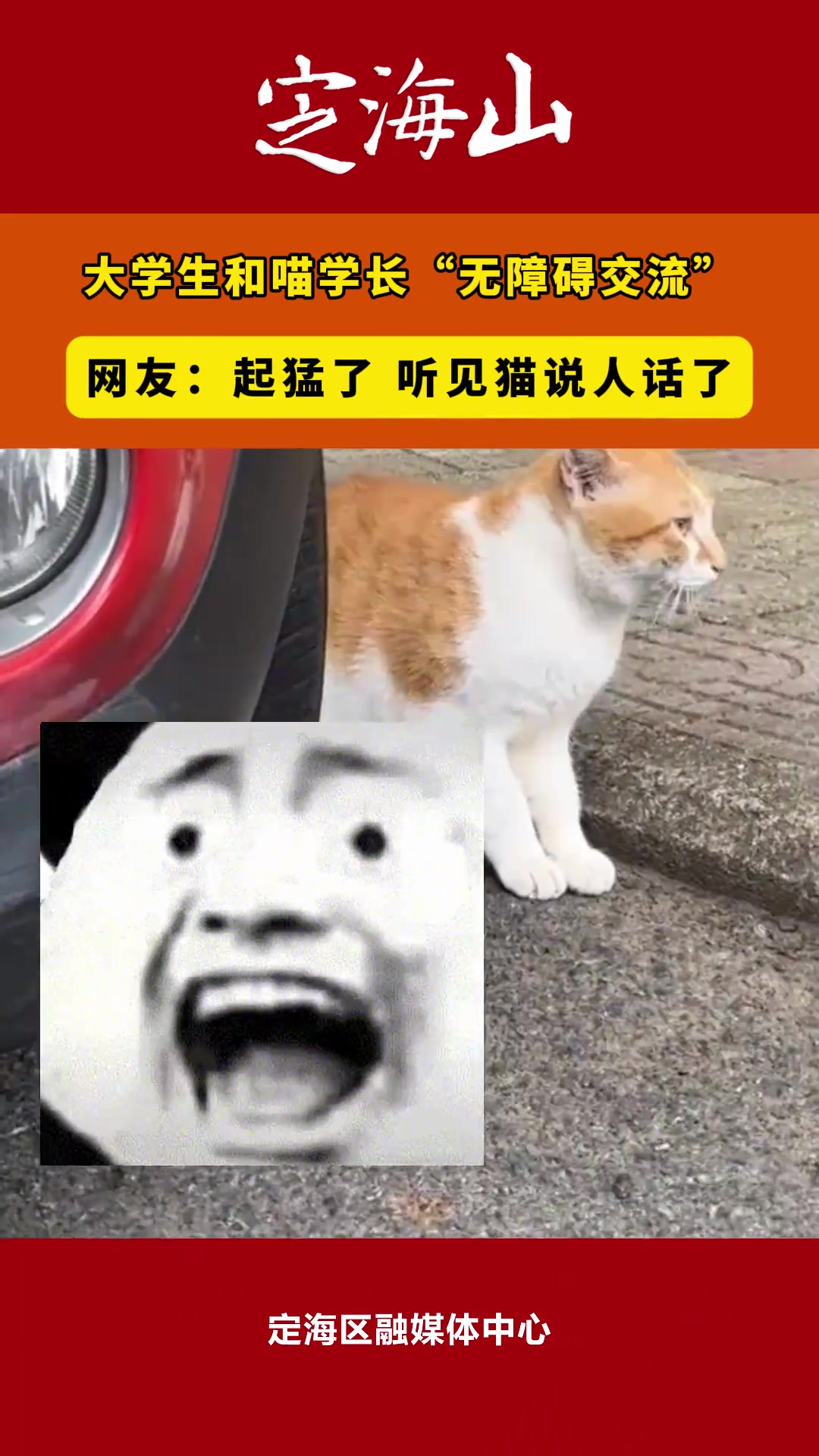 起猛了！听见猫说人话了