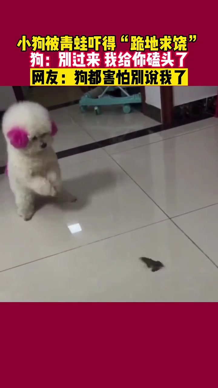宠狗看到青蛙蹦向自己，吓得立马“跪地求饶”