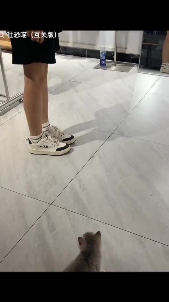 猫猫的迷惑行为