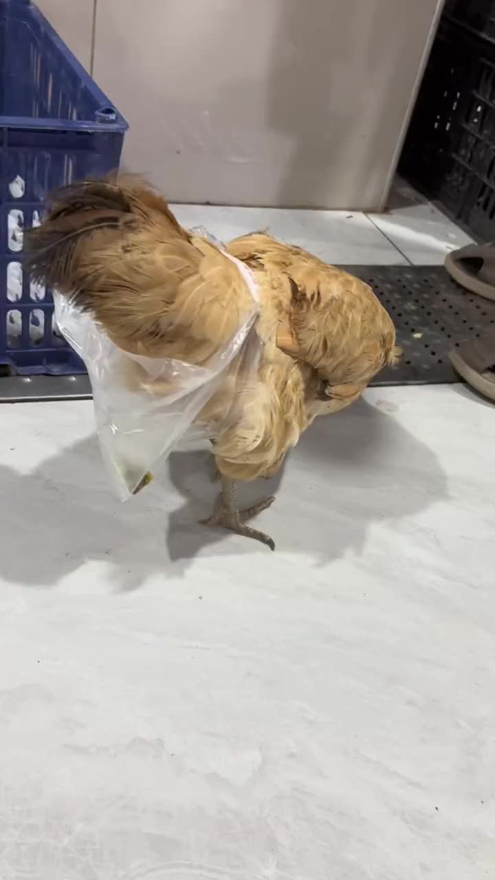 纸尿裤小鸡的基操