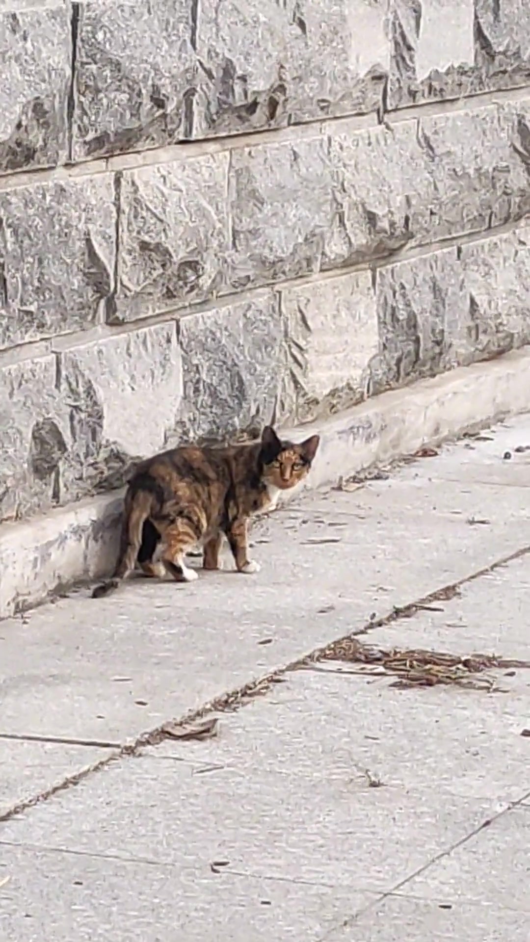长了副人脸的小猫咪