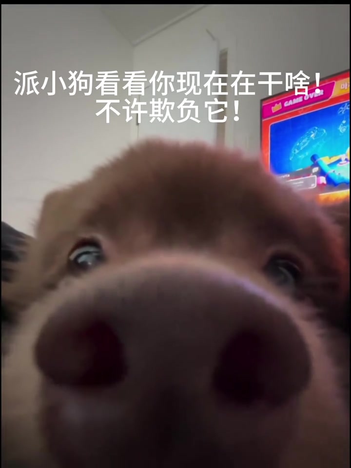 修狗的心思藏在眼神里
