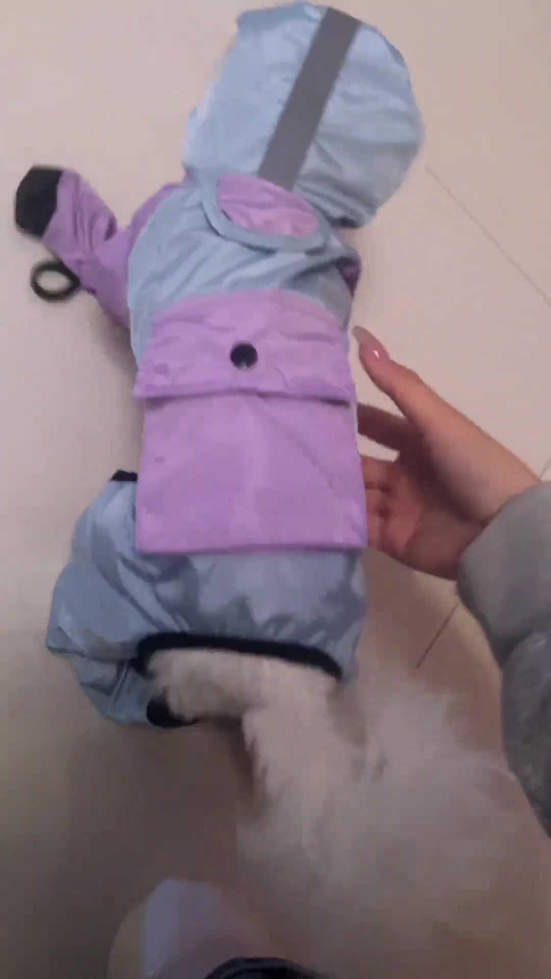 狗：麻麻我咋看不见了