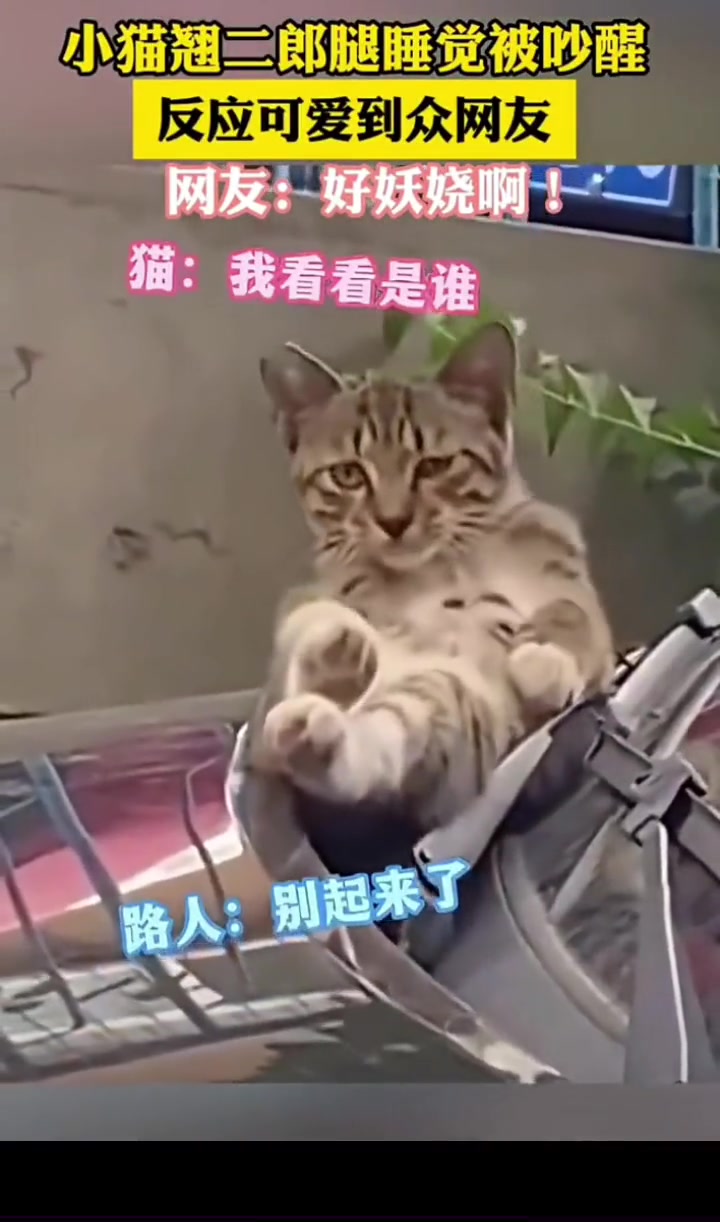 小猫翘二郎腿睡觉被吵醒，这反应真可爱！