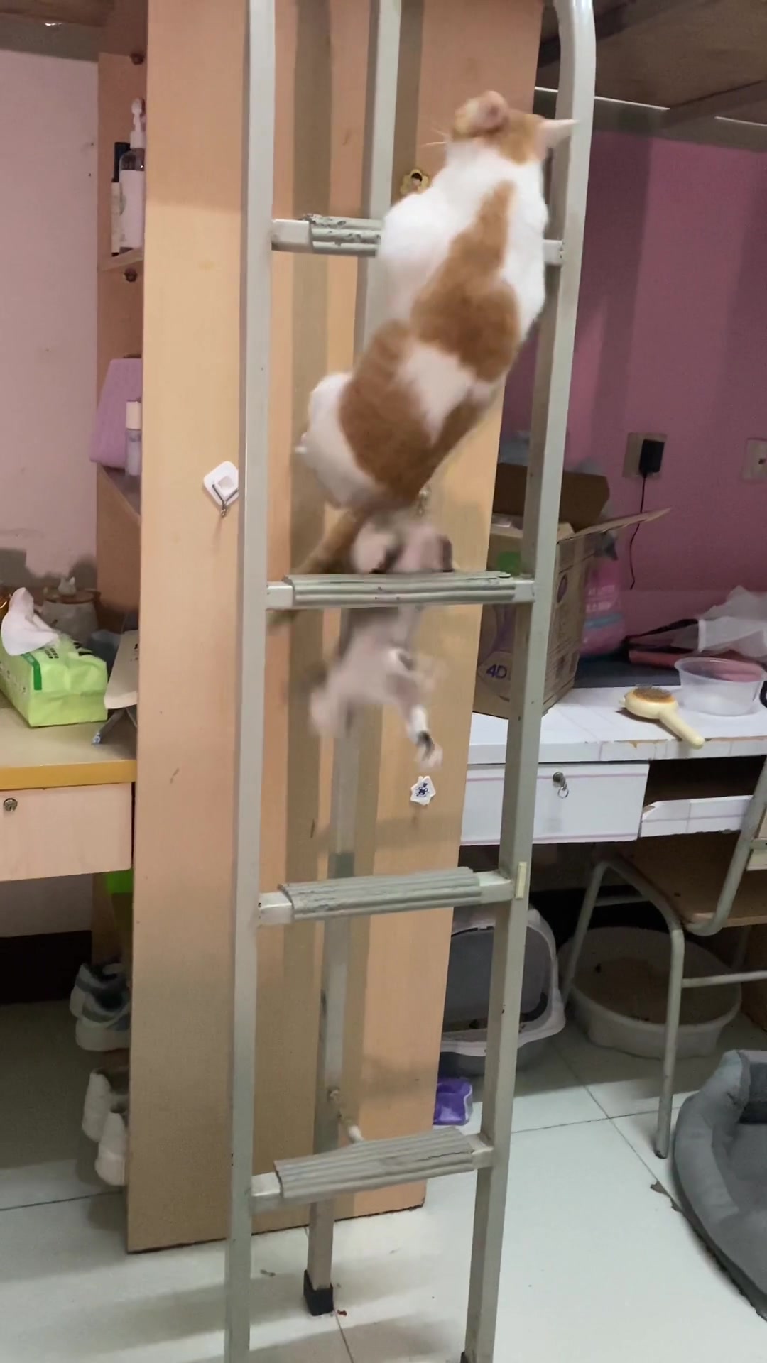 橘猫：就是现在！