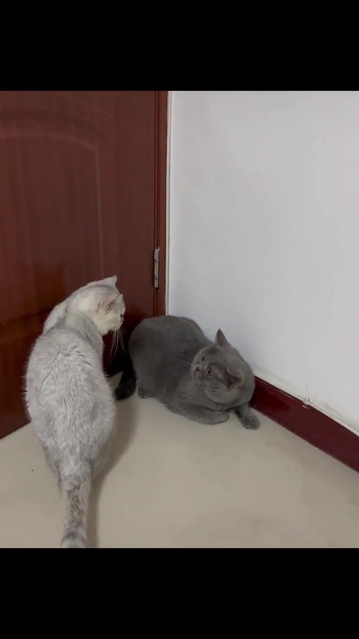 猫：你挑拨离间！