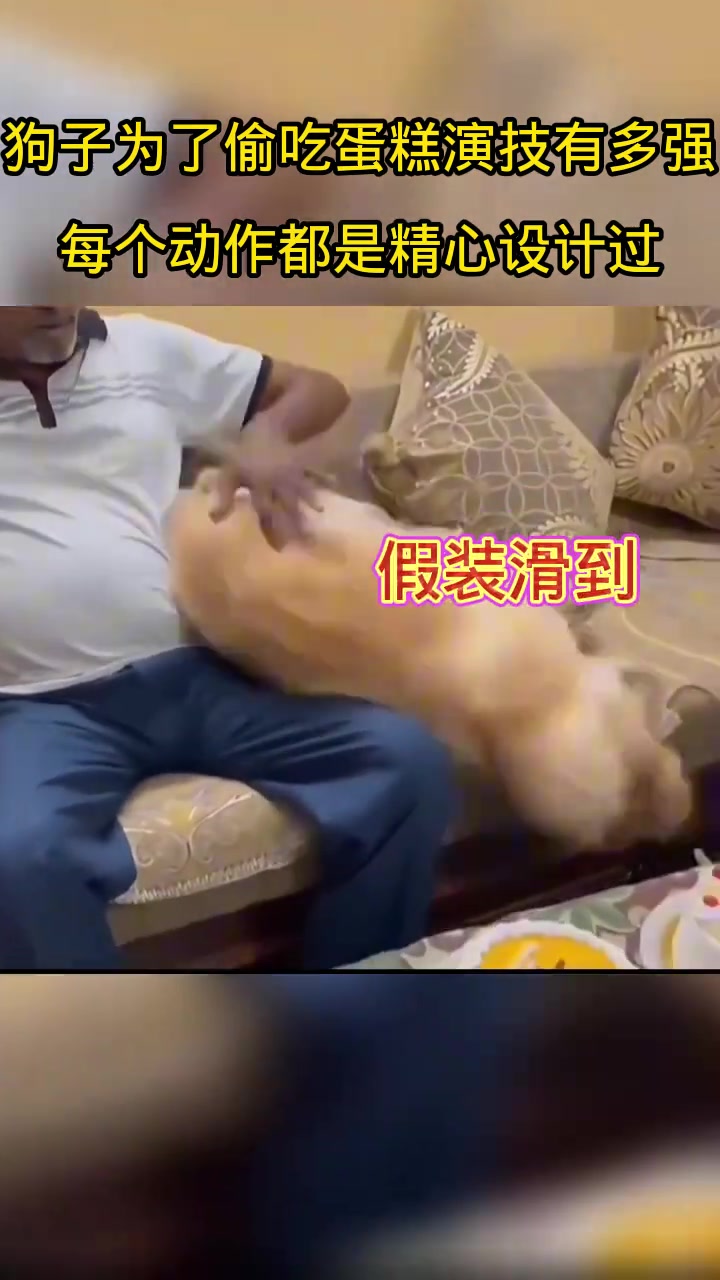 狗子为了偷吃蛋糕演技有多强