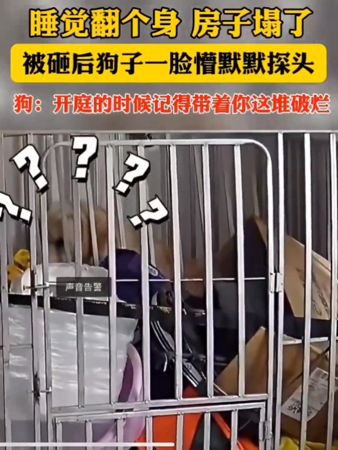 狗子睡个觉房子塌了
