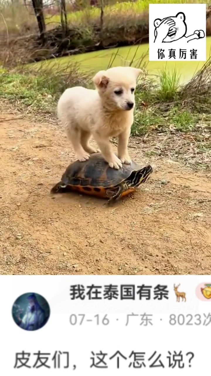 龟龟：我咋走不动道了
