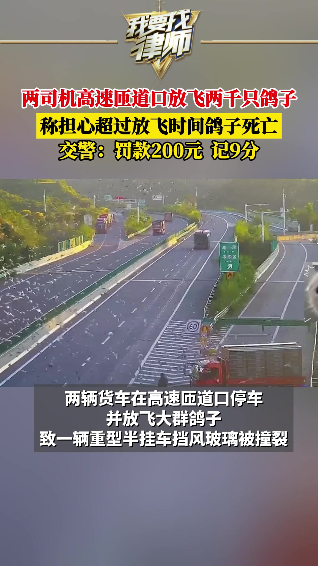 因为怕死两货车司机高速匝道放飞两千只鸽子！
