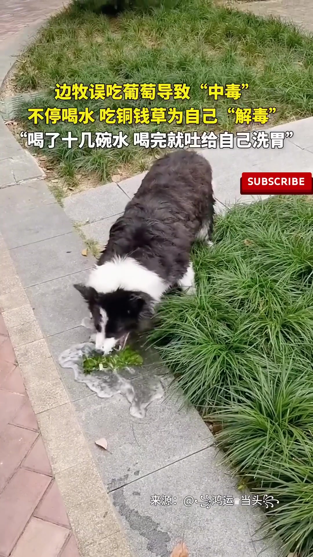 边牧误吃葡萄导致“中毒”不停喝水吃铜钱草给自己解毒