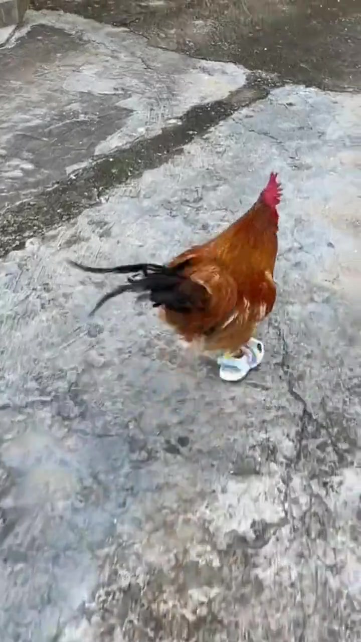 给小鸡穿新鞋