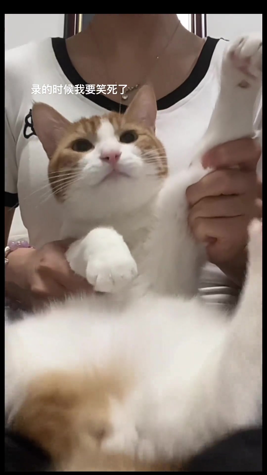 猫咪社会摇