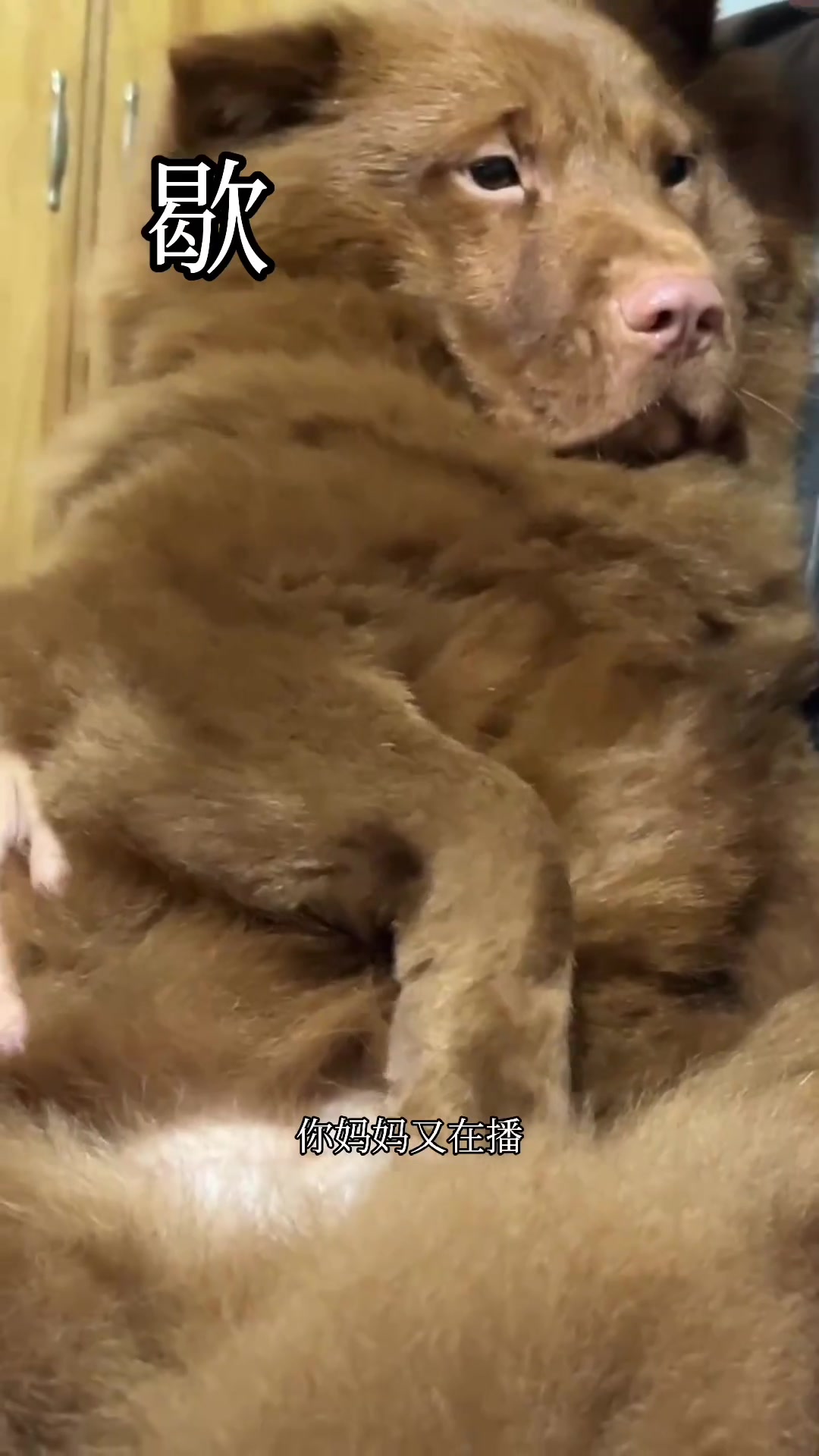 对自家狗子pua