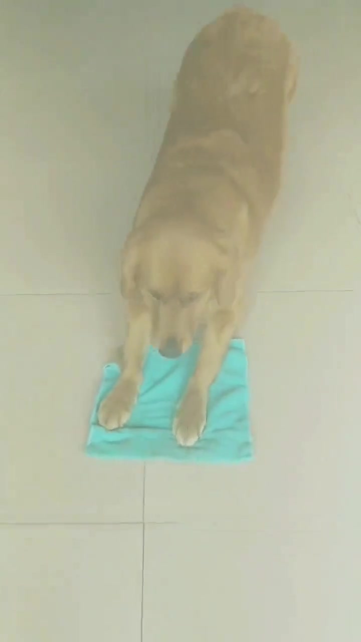 学会擦地板了，下次该学洗衣服了