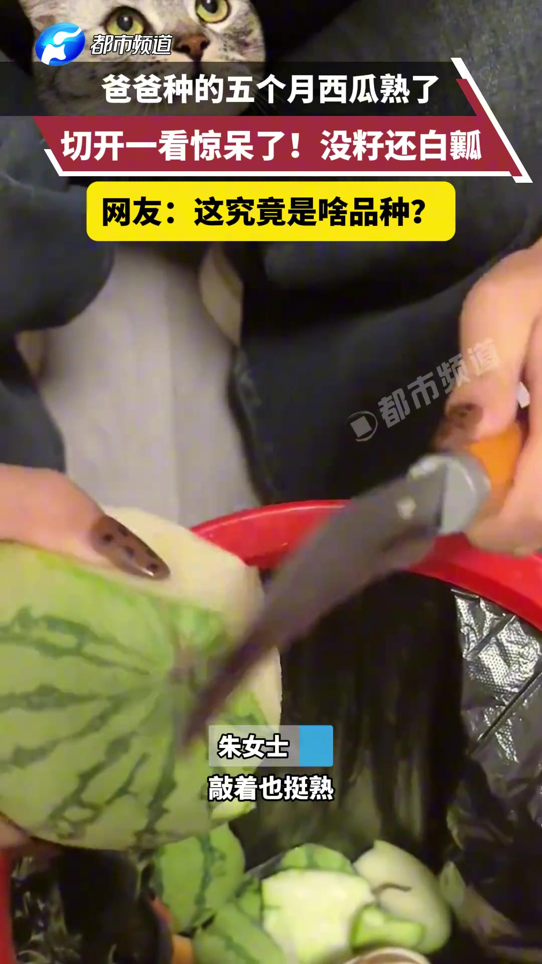 女子打开她爸种了五个月的西瓜，切开一看惊呆了...
