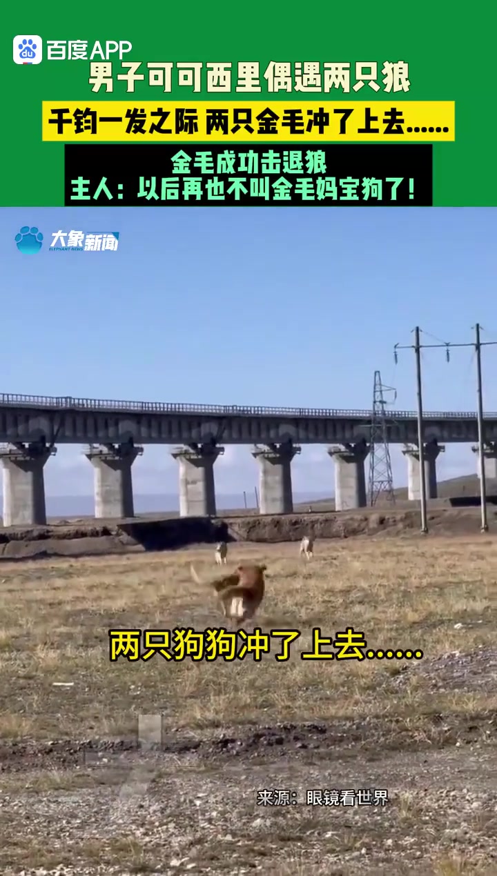 可可西里偶遇两只狼千钧一发之际两只金毛冲了上去