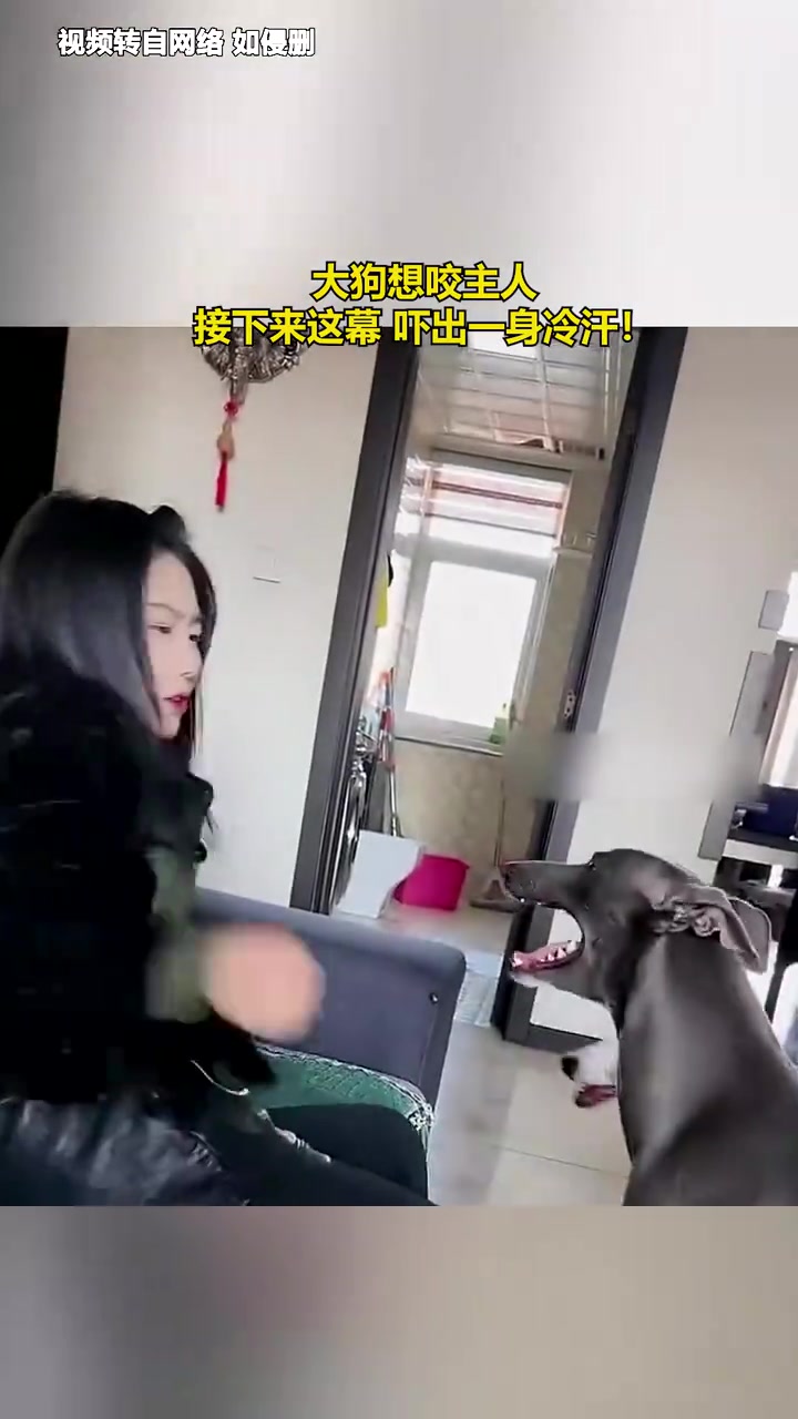 大狗想咬主人，接下来这幕，吓出一身冷汗！！