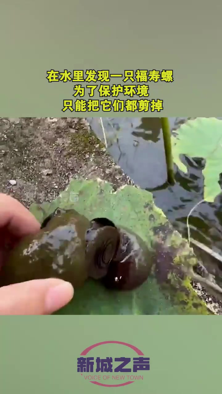 在水里发现一只福寿螺，为了保护环境，只能把它们都剪掉！