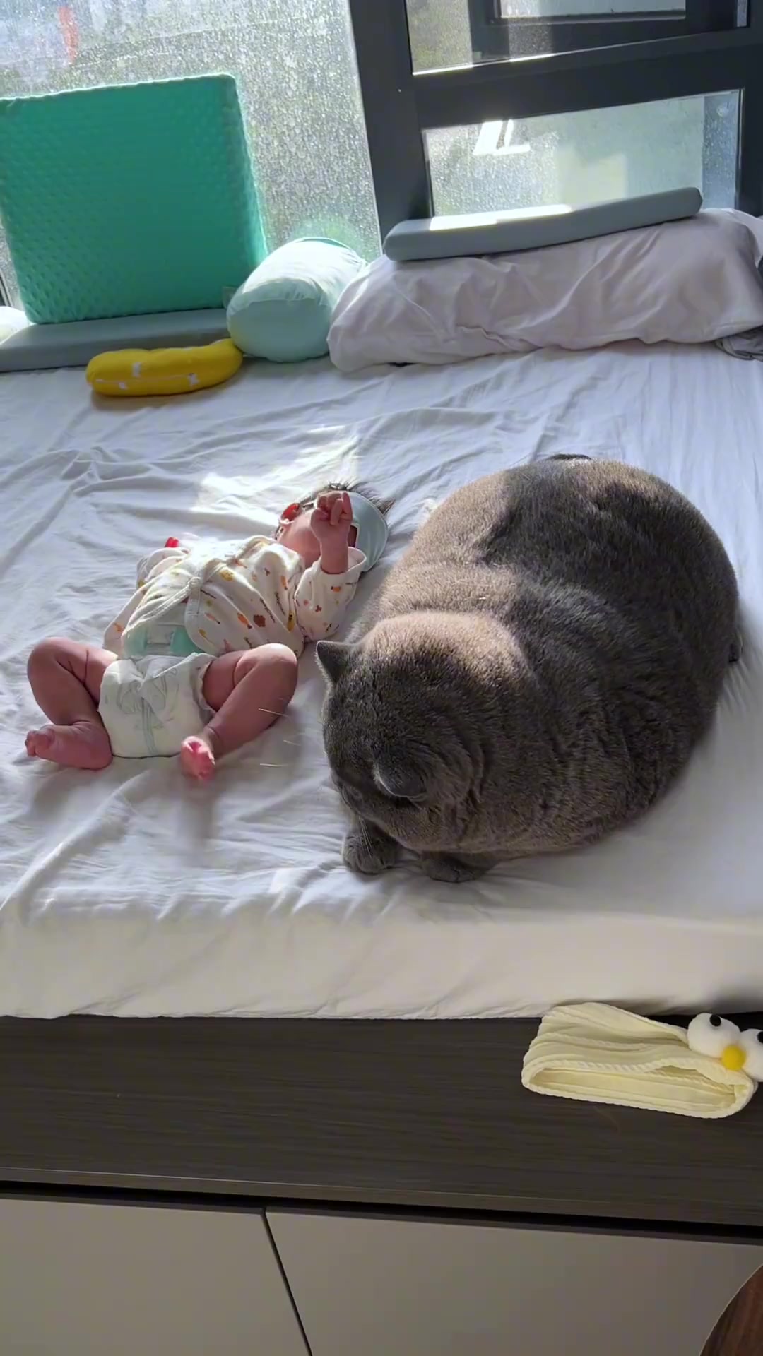 这只猪是什么品种