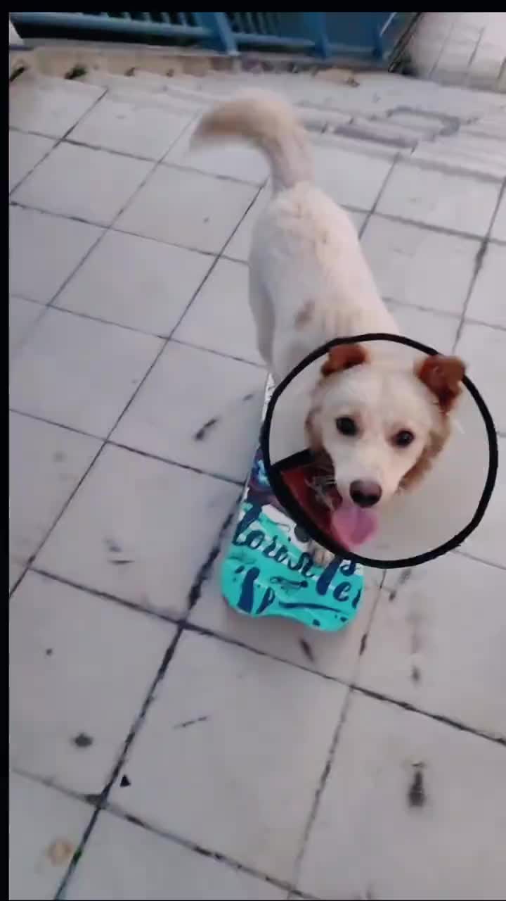 滑板下楼梯的狗子