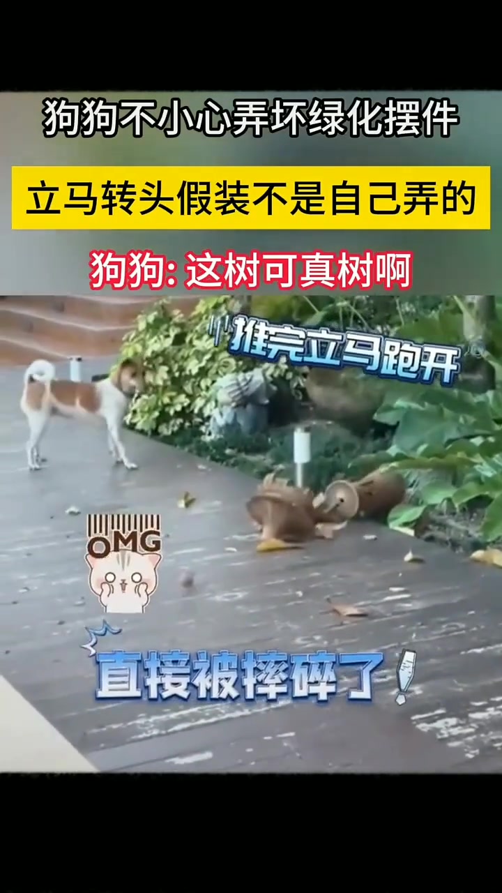 狗狗不小心弄坏绿化摆件，立马转头假装不是自己弄的