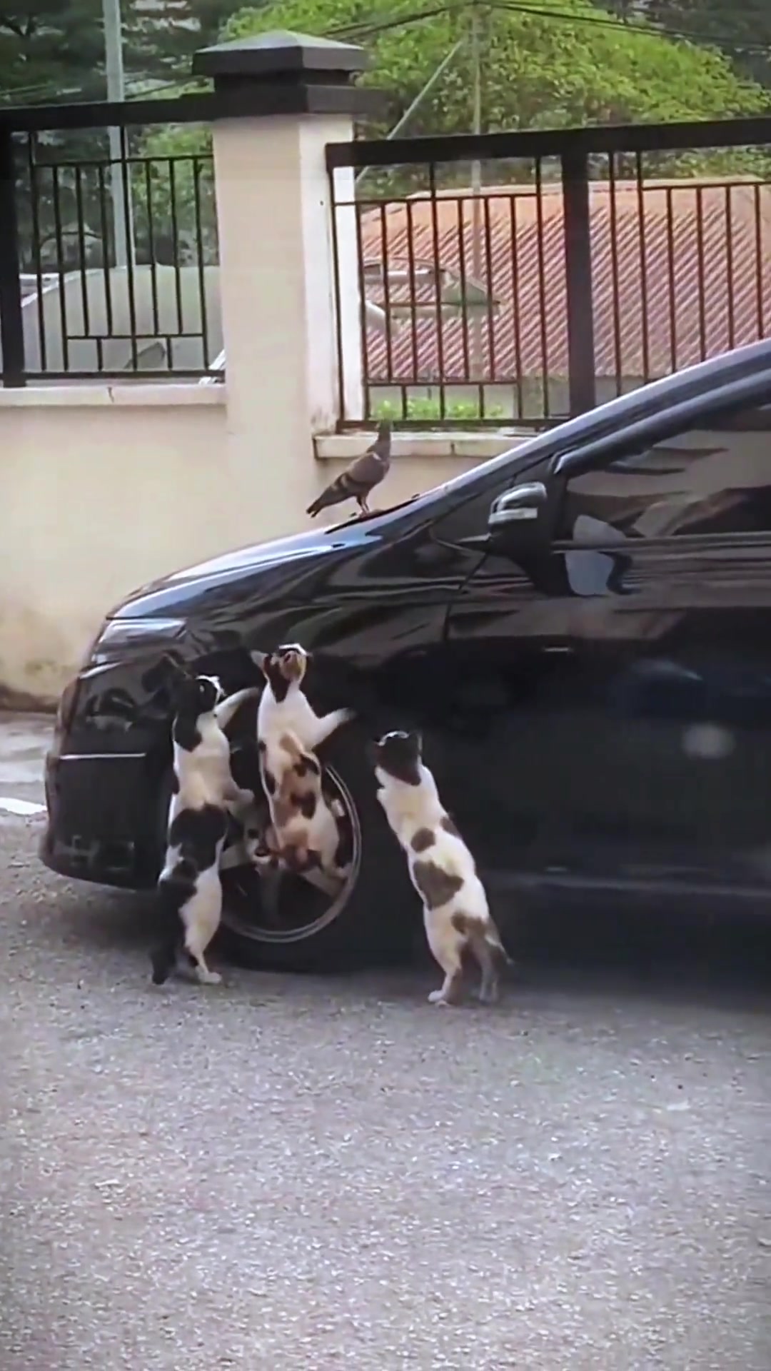 不怕狼的对手，就怕猪的队友