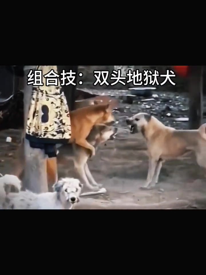 狗仗人势的见过，人仗狗势的见过，狗仗狗势的第一次见