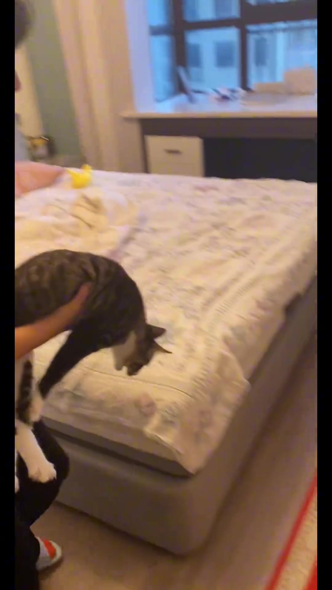 怎么会有蠢小猫怕地毯