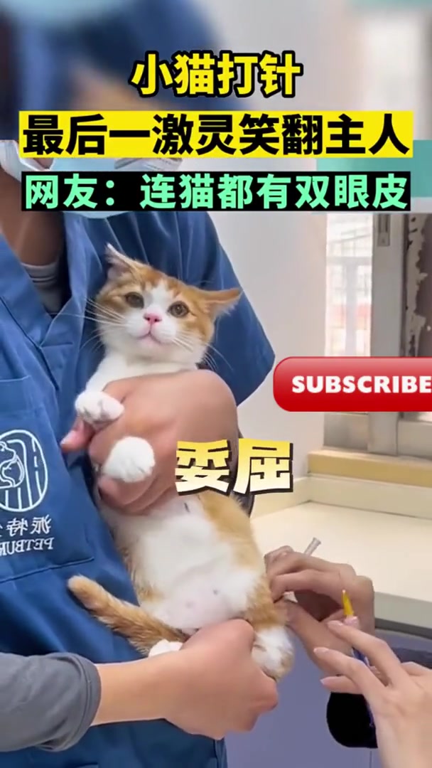 小猫打针，扎针时吓得猫喵一激灵针头也跑了！