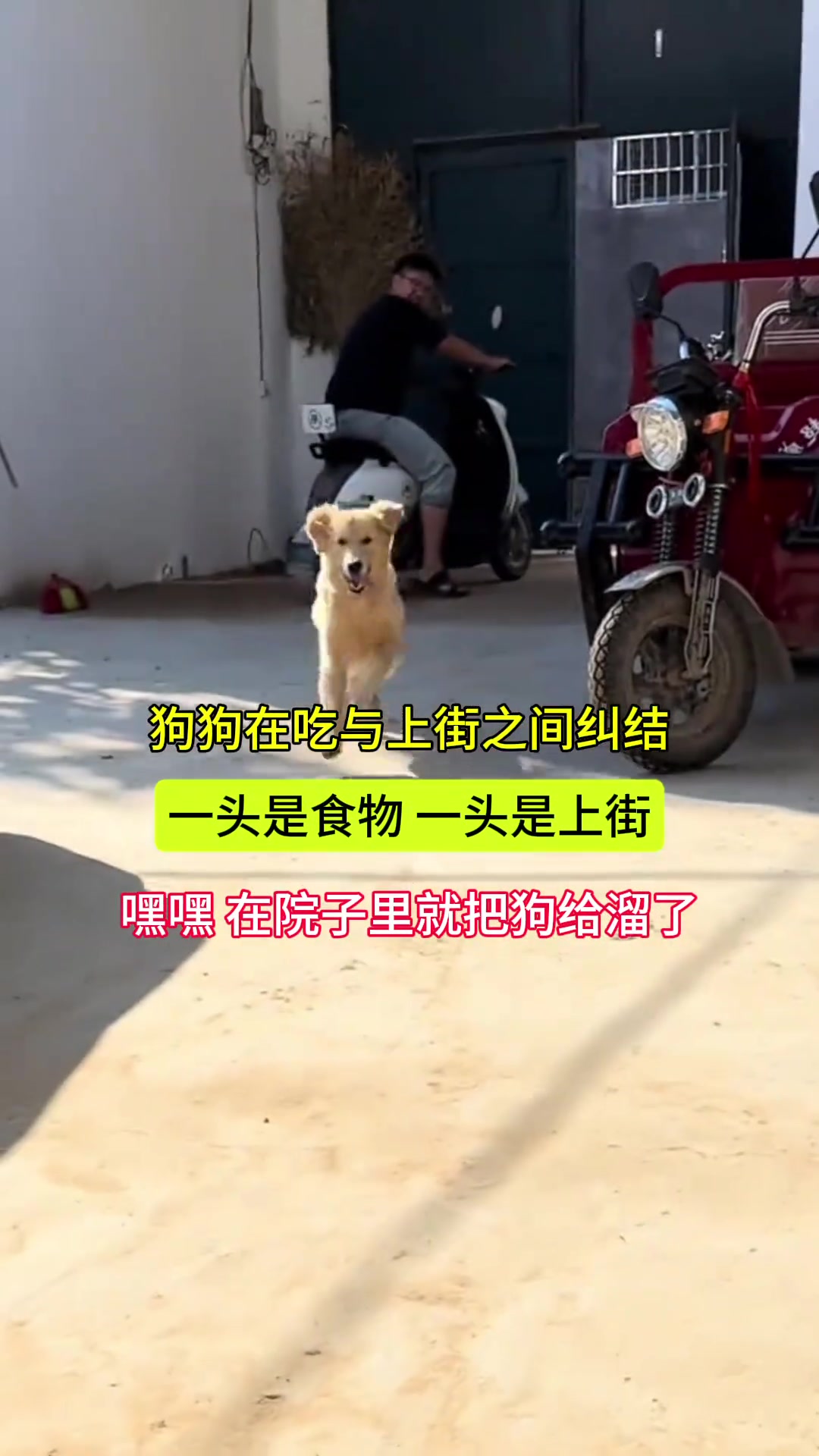 纠结的狗狗：“咋整选美食还是是溜街”