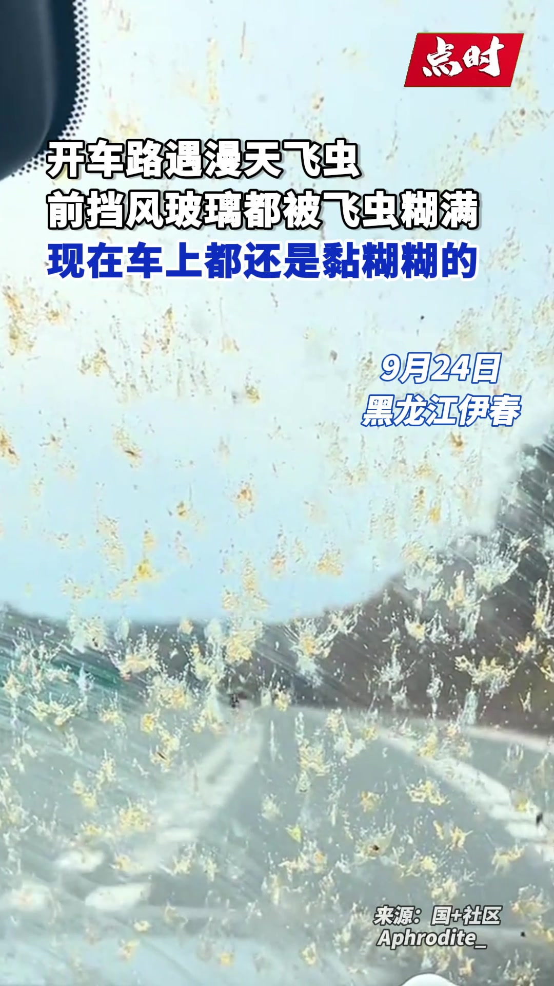 黑龙江吧友小心！开车遇满天飞虫，前挡风玻璃都被撞糊了