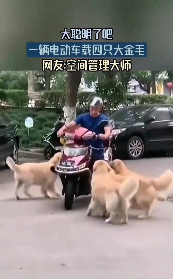 狗狗太聪明了！一只也没落下