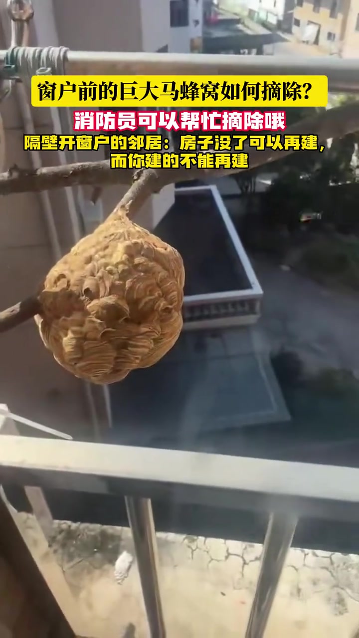 窗户前的巨大马蜂窝如何摘除?