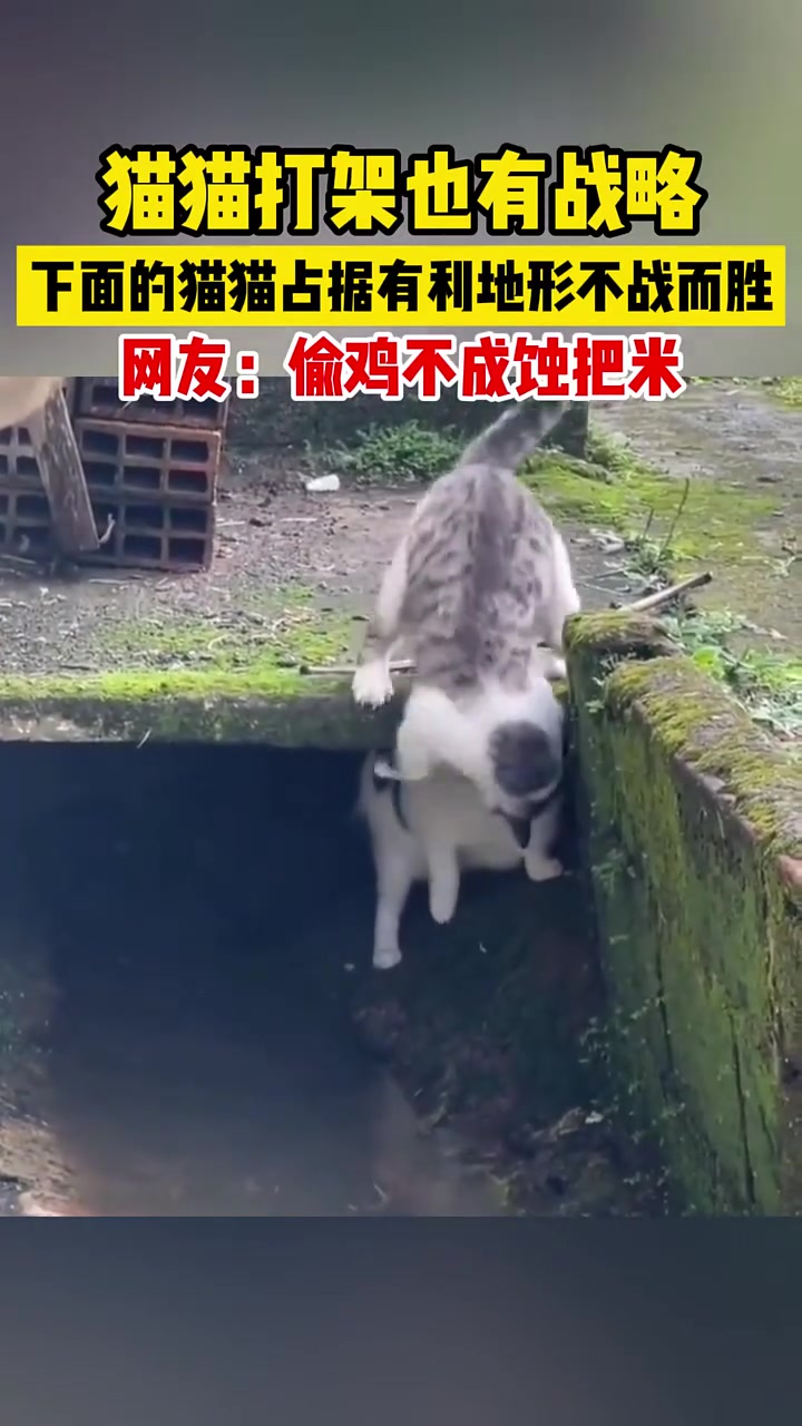 猫猫打架也有战略