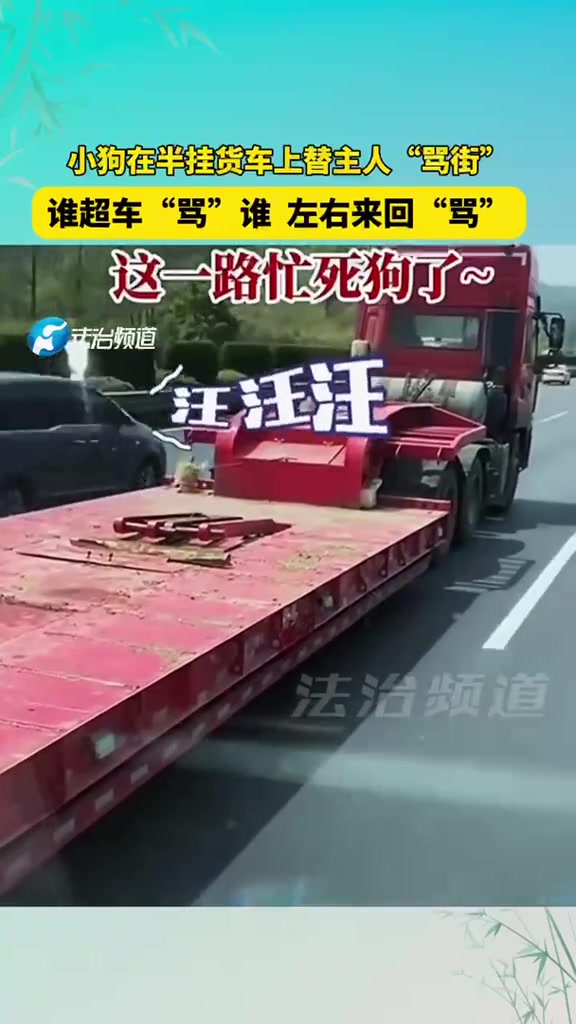 小狗在半挂车上替主人“骂街”