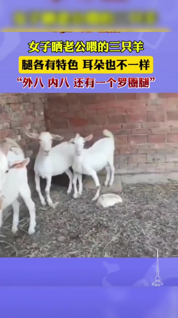 我的羊圈我的羊我想咋耍就咋耍