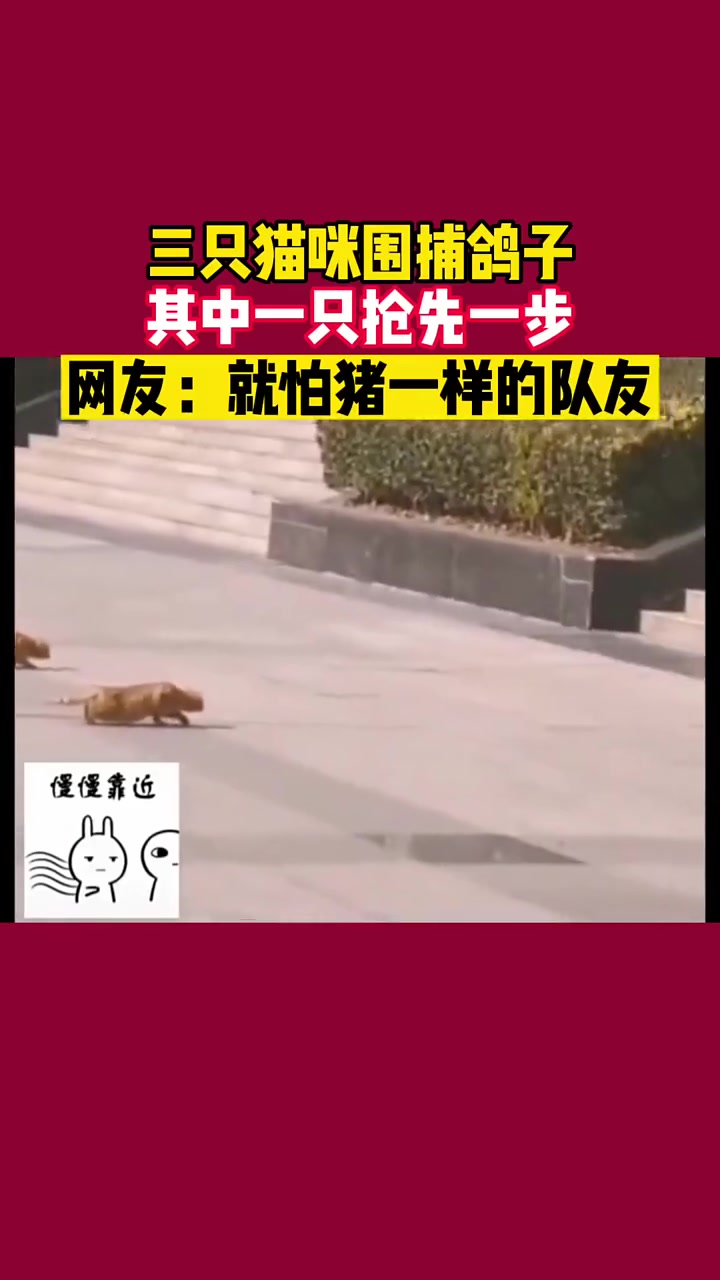 三只猫围捕鸽子，其中一只抢先一步
