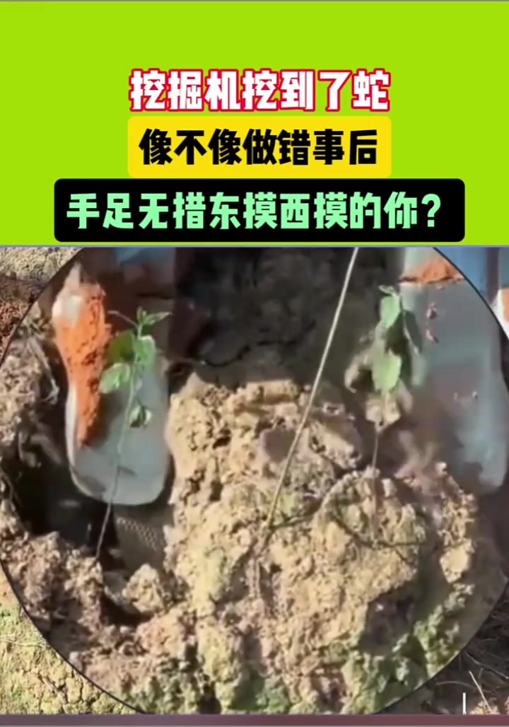挖掘机挖到了蛇，像不像做错事后的你