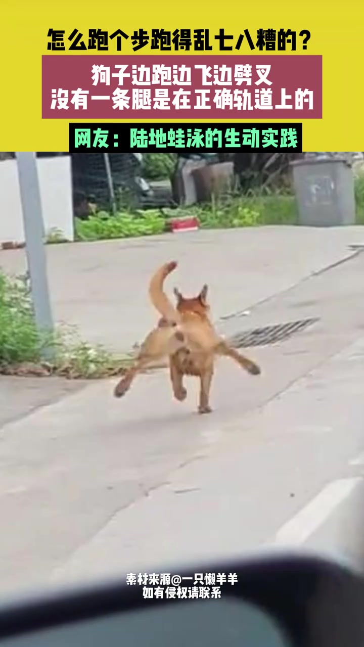 怎么跑个步跑得乱七八糟的狗子边跑边飞边劈叉！