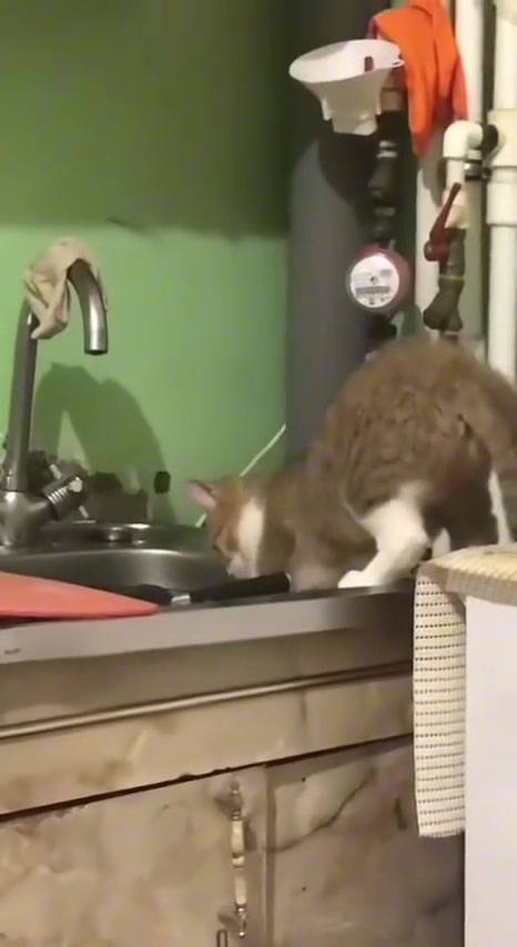 猫真的会做家务！！！