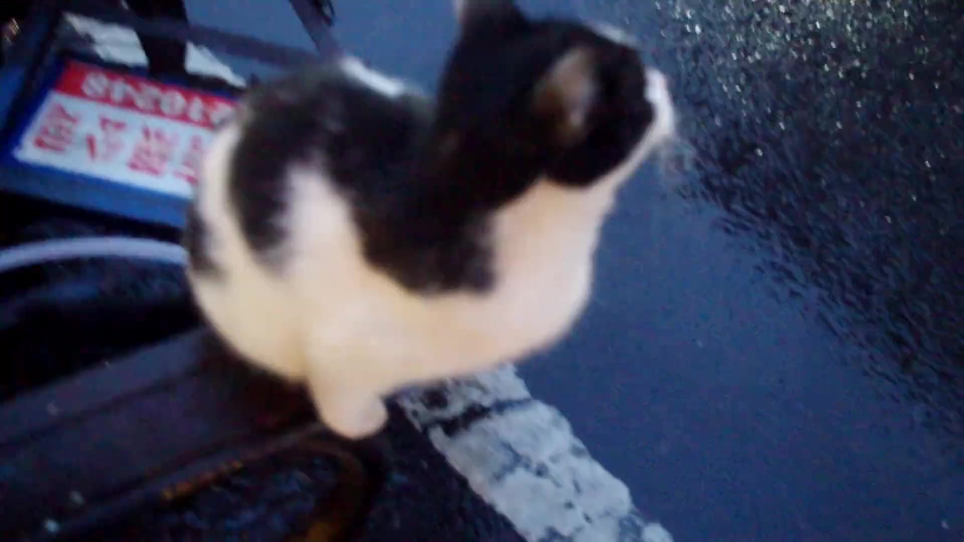 原来下雨天的奶牛猫也会变得硬屎风啊紫薇别走