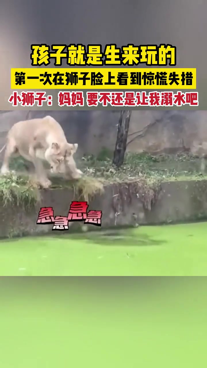 小狮子：妈你的爪子抓狮有多疼你知道吗