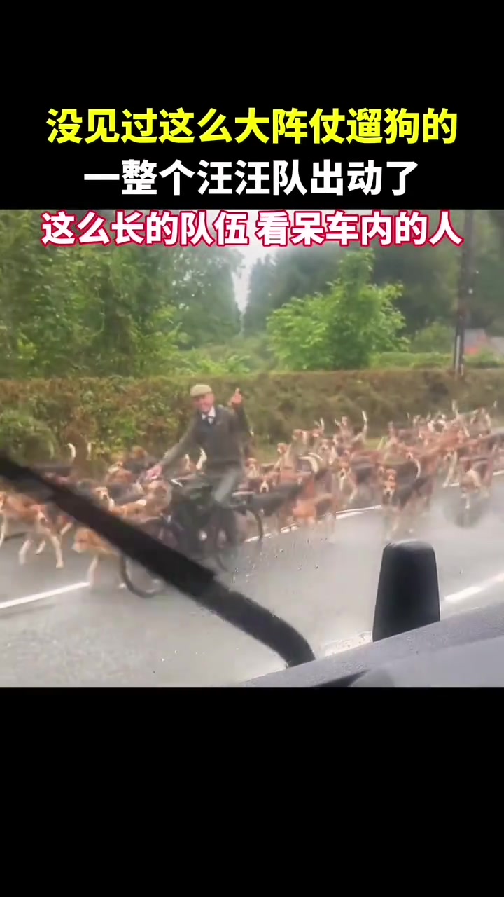 没见过这么大阵仗遛狗的，整个汪汪队出动了