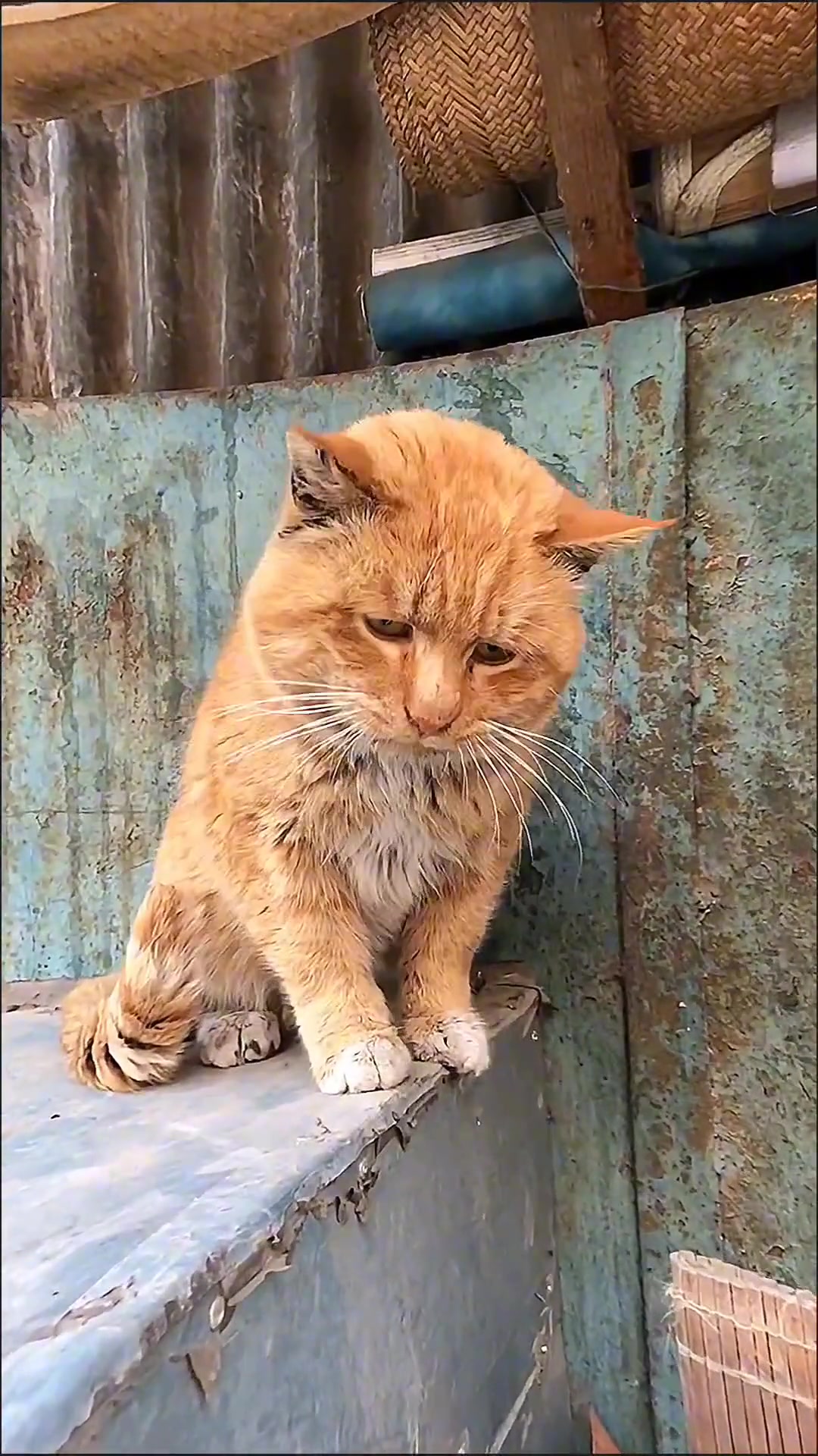 这猫是真显老啊哈哈哈