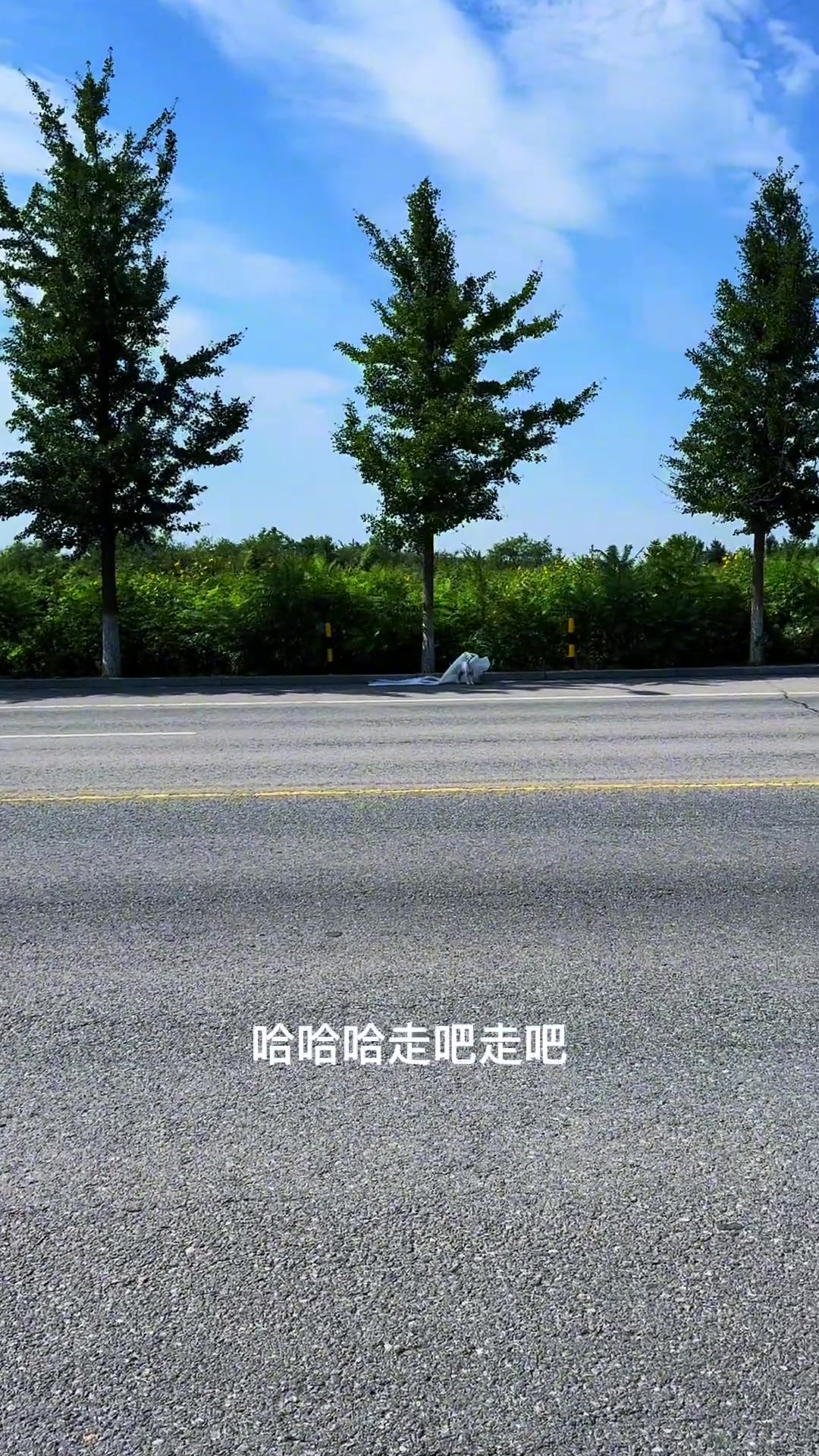 貌美肤白的小姑娘，叼着婚纱逆风狂奔